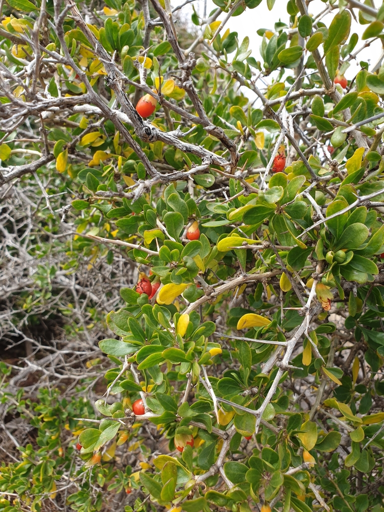 African boxthorn from Moana SA 5169, Australia on December 04, 2019 by ...