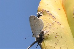 Celastrina echo gozora