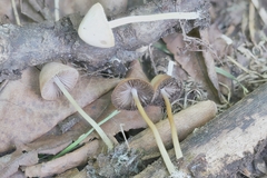 Psathyrella pseudogracilis