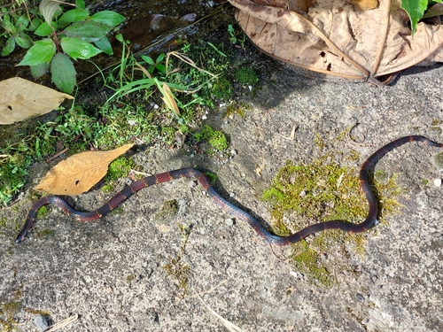Steindachner's Coralsnake