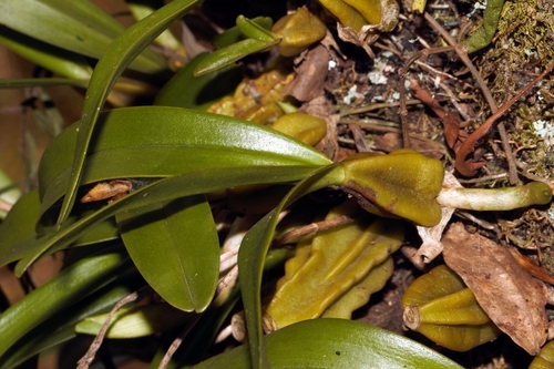 Bulbophyllum scaberulum, photograph 5