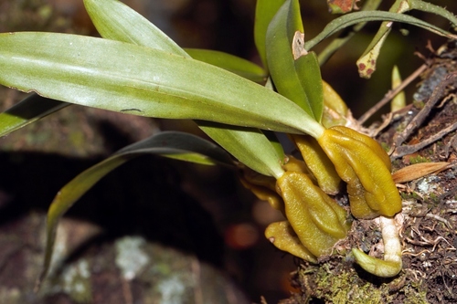 Bulbophyllum scaberulum, photograph 6