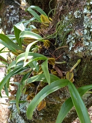 (c) i_c_riddell, some rights reserved (CC BY) Bulbophyllum scaberulum, photograph (c) i_c_riddell, some rights reserved (CC BY)
