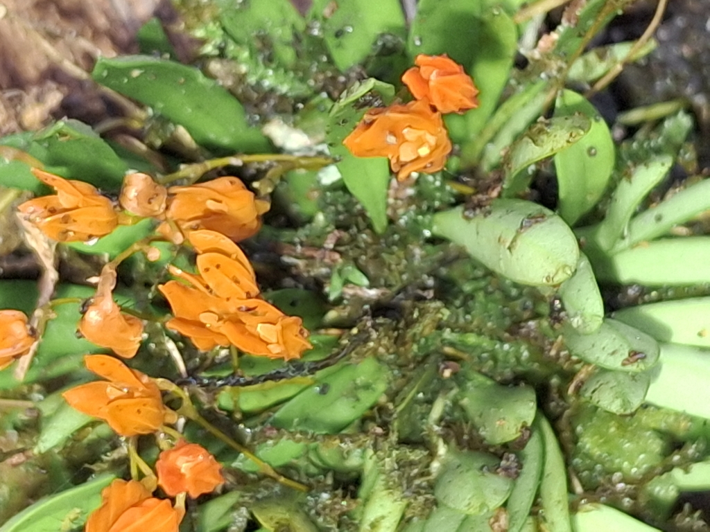 Specklinia lanceola