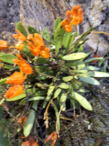 Specklinia lanceola, photograph 4