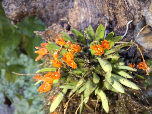 Specklinia lanceola, photograph 5