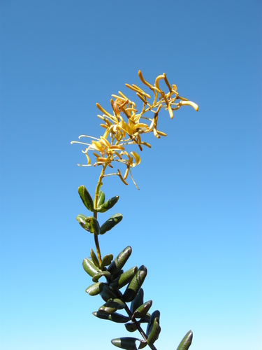Vochysia rotundifolia