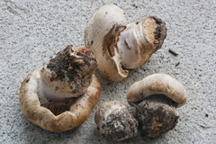 Cortinarius caesiocanescens