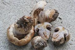 Cortinarius caesiocanescens