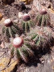 Melocactus oreas