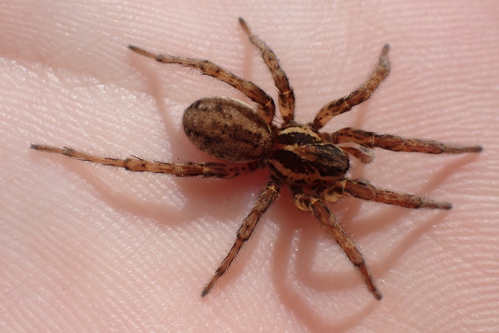 Arctosa villica