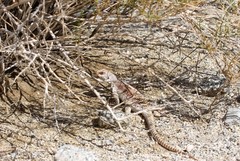 Dipsosaurus dorsalis