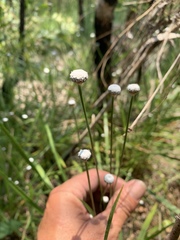 Eriocaulon australe