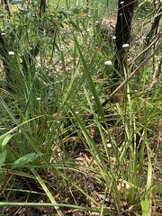 Eriocaulon australe