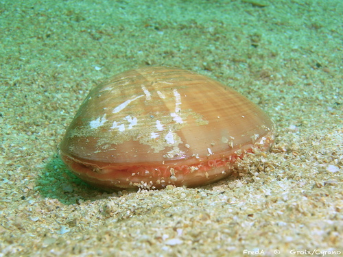 Smooth Clam