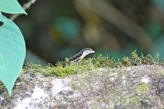 Anolis oxylophus