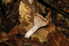 Hypomyces armeniacus