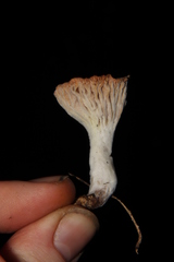 Hypomyces armeniacus