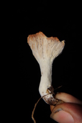 Hypomyces armeniacus