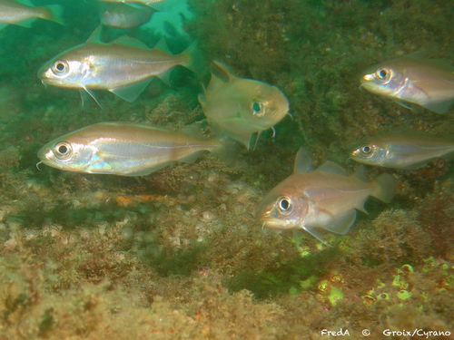 Poor cod (Trisopterus minutus) — Gadidae — 2