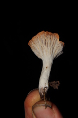 Hypomyces armeniacus