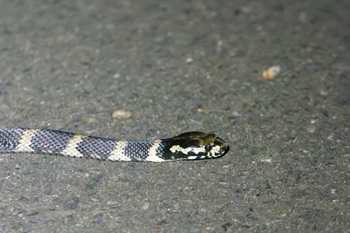 Stephens' Banded Snake sighting