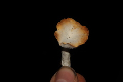 Hypomyces armeniacus