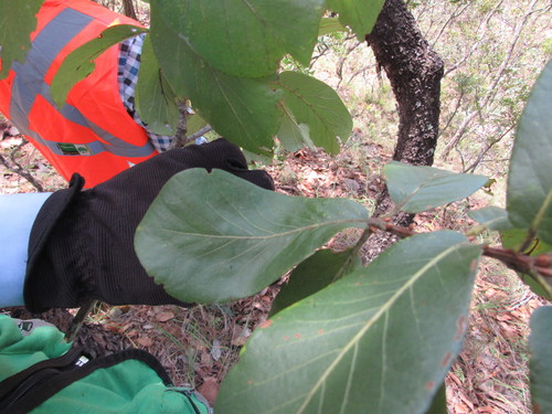 Quercus elliptica