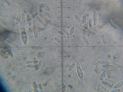 Hypomyces armeniacus