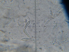 Hypomyces armeniacus