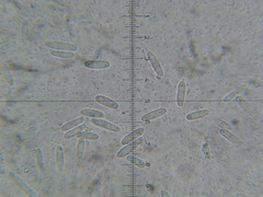 Hypomyces armeniacus