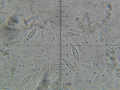 Hypomyces armeniacus