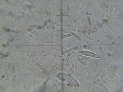 Hypomyces armeniacus