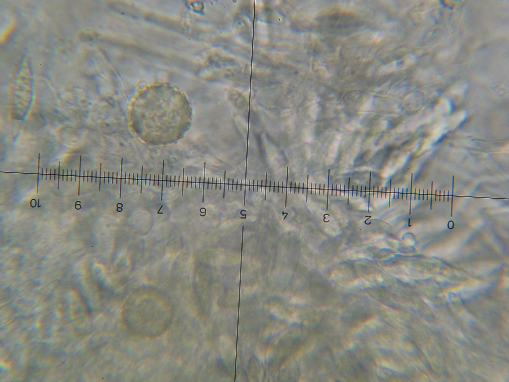 Hypomyces armeniacus image