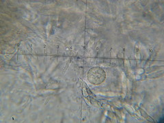 Hypomyces armeniacus