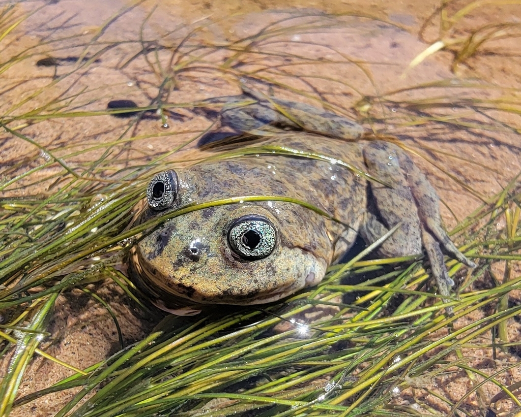 Laguna de Los Pozuelos' Rusted Frog