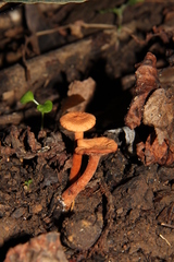 Lactarius strigosipes