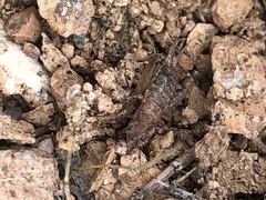 Cycloptilum comprehendens