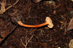 Lactarius strigosipes