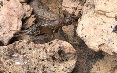 Cycloptilum comprehendens