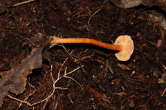 Lactarius strigosipes
