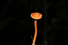 Lactarius strigosipes