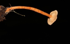 Lactarius strigosipes