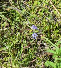 Sisyrinchium scabrum