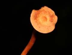 Lactarius strigosipes