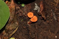 Lactarius strigosipes