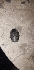 Gymnetis litigiosa