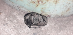 Gymnetis litigiosa