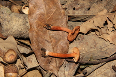 Lactarius strigosipes