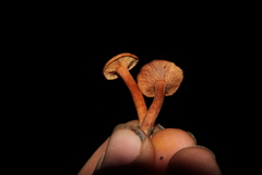 Lactarius strigosipes